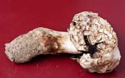 Agaricus deserticola